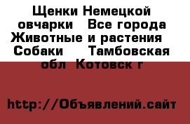 Щенки Немецкой овчарки - Все города Животные и растения » Собаки   . Тамбовская обл.,Котовск г.